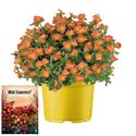 Afbeelding van Ms P12 Portulaca Oranje
